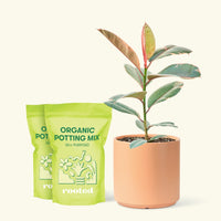 Medium Ruby Rubber Tree (Ficus elastica 'Ruby') in a peach cylinder pot and two bag of soil.