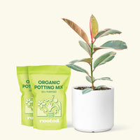 Medium Ruby Rubber Tree (Ficus elastica 'Ruby') in a white cylinder pot and two bag of soil.
