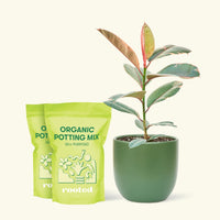 Medium Ruby Rubber Tree (Ficus elastica 'Ruby') in a green rounded pot and two bag of soil.
