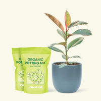 Medium Ruby Rubber Tree (Ficus elastica 'Ruby') in a indigo rounded pot and two bag of soil.