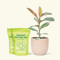 Medium Ruby Rubber Tree (Ficus elastica 'Ruby') in a pink rounded pot and two bag of soil.