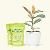Medium Ruby Rubber Tree (Ficus elastica 'Ruby') in a white rounded pot and two bag of soil.