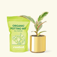 Small Anthurium 'Red Flamingo' in a gold cylinder pot and a bag of soil.