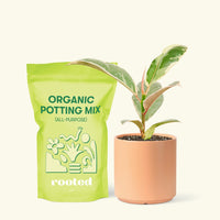 Small Anthurium 'Red Flamingo' in a peach cylinder pot and a bag of soil.