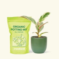 Small Anthurium 'Red Flamingo' in a green rounded pot and a bag of soil.