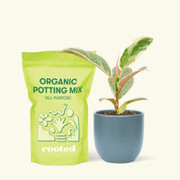 Small Anthurium 'Red Flamingo' in a indigo rounded pot and a bag of soil.