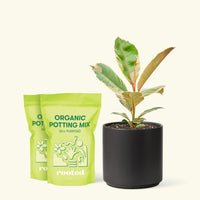 Medium Ficus 'Tineke' (Ficus elastica 'Tineke') in a black cylinder pot and two bags of soil.