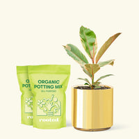Medium Ficus 'Tineke' (Ficus elastica 'Tineke') in a gold cylinder pot and two bags of soil.