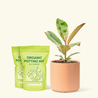 Medium Ficus 'Tineke' (Ficus elastica 'Tineke') in a peach cylinder pot and two bags of soil.