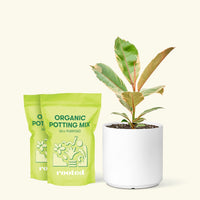 Medium Ficus 'Tineke' (Ficus elastica 'Tineke') in a white cylinder pot and two bags of soil.