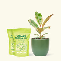 Medium Ficus 'Tineke' (Ficus elastica 'Tineke') in a green rounded pot and two bags of soil.