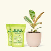 Medium Ficus 'Tineke' (Ficus elastica 'Tineke') in a pink rounded pot and two bags of soil.