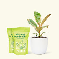 Medium Ficus 'Tineke' (Ficus elastica 'Tineke') in a white rounded pot and two bags of soil.