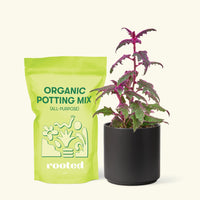 Small Purple Passion Plant (Gynura aurantiaca) in a black cylinder pot and a bag of soil.
