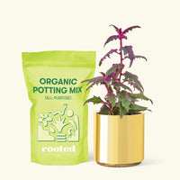 Small Purple Passion Plant (Gynura aurantiaca) in a gold cylinder pot and a bag of soil.
