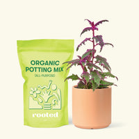 Small Purple Passion Plant (Gynura aurantiaca) in a peach cylinder pot and a bag of soil.