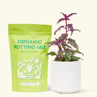 Purple Passion Plant, Small