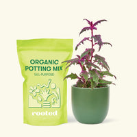 Small Purple Passion Plant (Gynura aurantiaca) in a green rounded pot and a bag of soil.
