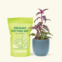 Small Purple Passion Plant (Gynura aurantiaca) in a indigo rounded pot and a bag of soil.