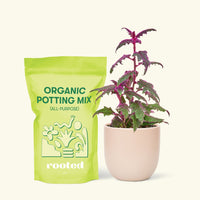 Small Purple Passion Plant (Gynura aurantiaca) in a pink rounded pot and a bag of soil.