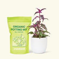 Small Purple Passion Plant (Gynura aurantiaca) in a white rounded pot and a bag of soil.