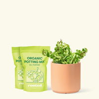 Medium Hindu Rope Plant (Hoya carnosa compacta) in grow pot in a peach cylinder pot and two bag of soil.