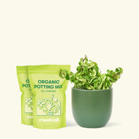 Medium Hindu Rope Plant (Hoya carnosa compacta) in grow pot in a green rounded pot and two bag of soil.