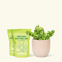 Medium Hindu Rope Plant (Hoya carnosa compacta) in grow pot in a pink rounded pot and two bag of soil.