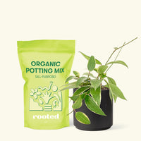 Small Hoya 'Macrophylla' (Hoya 'Macrophylla') in a black cylinder pot and a bag of soil.
