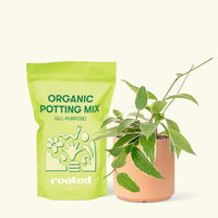 Small Hoya 'Macrophylla' (Hoya 'Macrophylla') in a peach cylinder pot and a bag of soil.