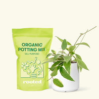 Small Hoya 'Macrophylla' (Hoya 'Macrophylla') in a white cylinder pot and a bag of soil.