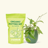 Small Hoya 'Macrophylla' (Hoya 'Macrophylla') in a green rounded pot and a bag of soil.