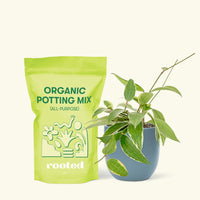 Small Hoya 'Macrophylla' (Hoya 'Macrophylla') in a indigo rounded pot and a bag of soil.