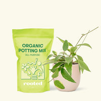 Small Hoya 'Macrophylla' (Hoya 'Macrophylla') in a pink rounded pot and a bag of soil.