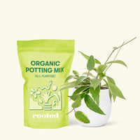 Small Hoya 'Macrophylla' (Hoya 'Macrophylla') in a white rounded pot and a bag of soil.