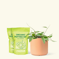 Medium Hoya 'Macrophylla' (Hoya 'Macrophylla') in a peach cylinder pot and two bags of soil.