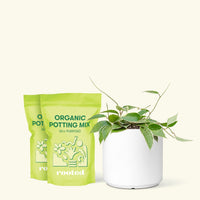 Medium Hoya 'Macrophylla' (Hoya 'Macrophylla') in a white cylinder pot and two bags of soil.