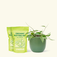 Medium Hoya 'Macrophylla' (Hoya 'Macrophylla') in a green rounded pot and two bags of soil.