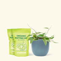 Medium Hoya 'Macrophylla' (Hoya 'Macrophylla') in a indigo rounded pot and two bags of soil.