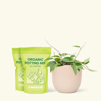 Medium Hoya 'Macrophylla' (Hoya 'Macrophylla') in a pink rounded pot and two bags of soil.