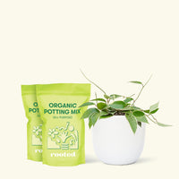 Medium Hoya 'Macrophylla' (Hoya 'Macrophylla') in a white rounded pot and two bags of soil.