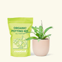 Small Hoya 'Silver Splash' (Hoya pubicalyx) in a pink rounded pot and a bag of soil.