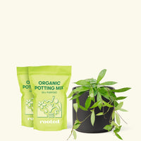 Medium Hoya 'Silver Splash' (Hoya pubicalyx) in a black cylinder pot and two bags of soil.