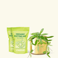 Medium Hoya 'Silver Splash' (Hoya pubicalyx) in a gold cylinder pot and two bags of soil.