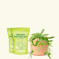 Medium Hoya 'Silver Splash' (Hoya pubicalyx) in a peach cylinder pot and two bags of soil.