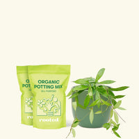 Medium Hoya 'Silver Splash' (Hoya pubicalyx) in a green rounded pot and two bags of soil.