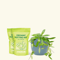 Medium Hoya 'Silver Splash' (Hoya pubicalyx) in a indigo rounded pot and two bags of soil.