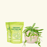 Medium Hoya 'Silver Splash' (Hoya pubicalyx) in a pink rounded pot and two bags of soil.