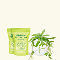 Medium Hoya 'Silver Splash' (Hoya pubicalyx) in a white rounded pot and two bags of soil.