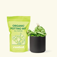 Small Hindu Rope Plant (Hoya carnosa compacta) in a black cylinder pot and a bag of soil.